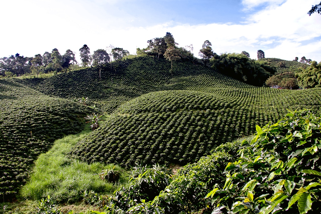Colombian coffee field