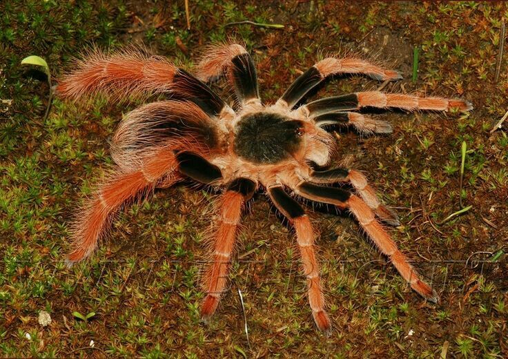 Colombian giant red-legged tarantula spider