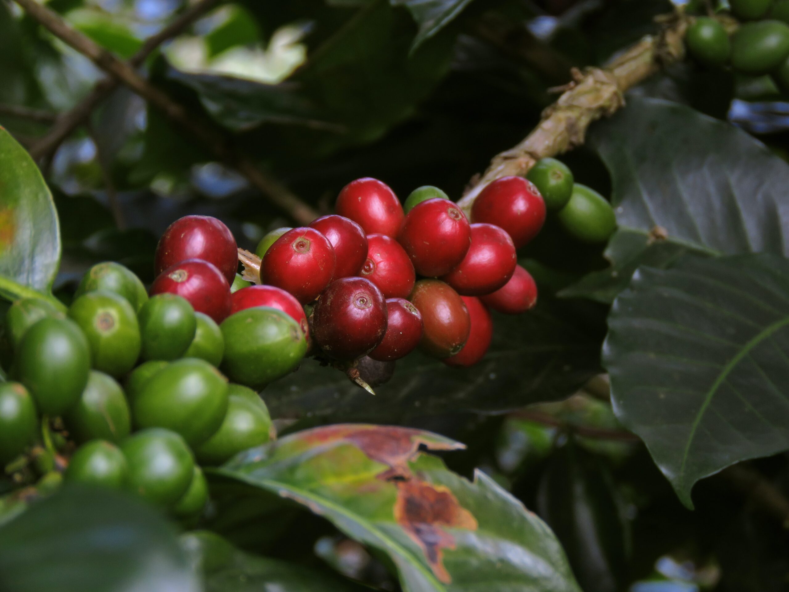 Coffee tree berries Colombia