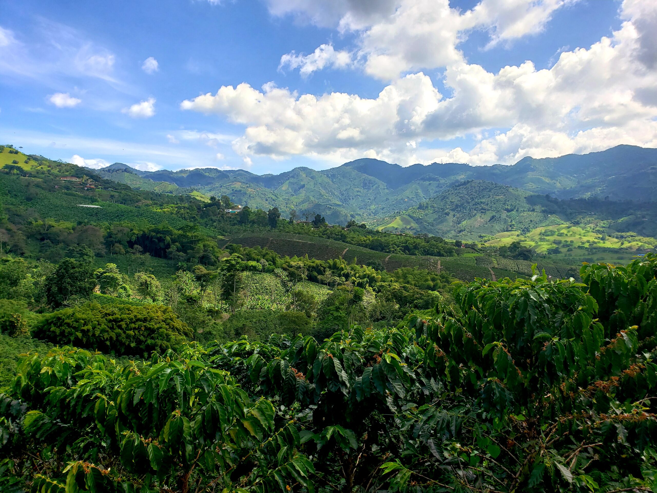 Coffee Field Risaralda Coffee Field Risaralda.