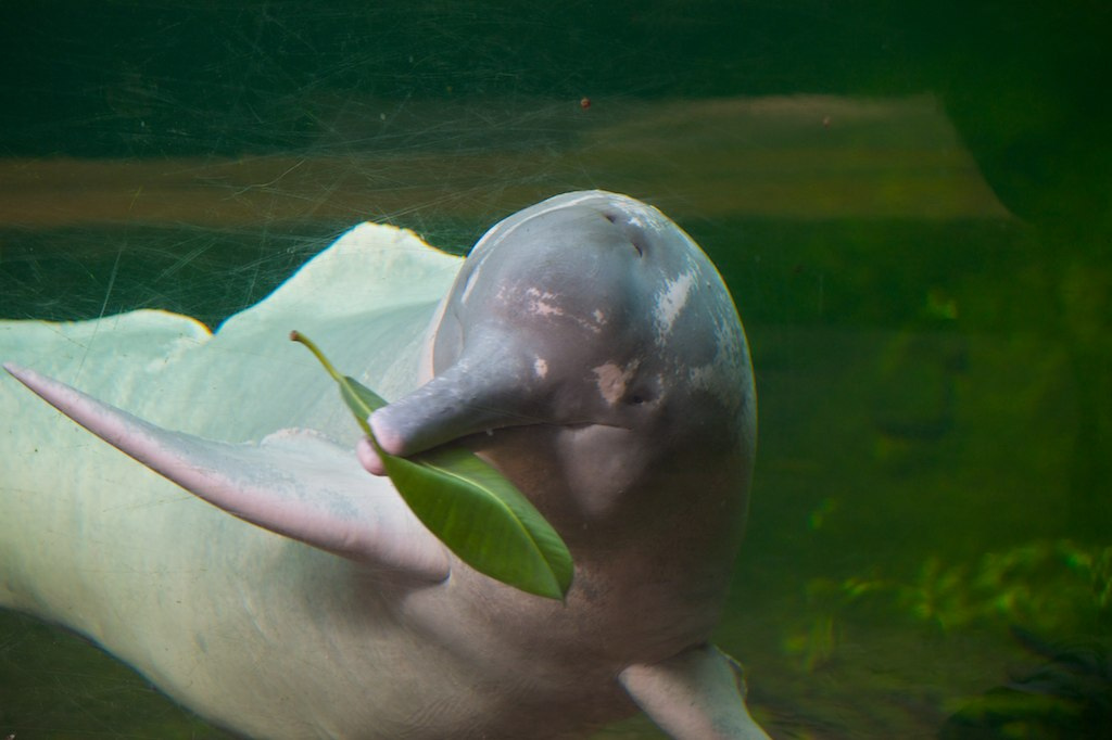 Amazon River dolphin (pink dolphin)