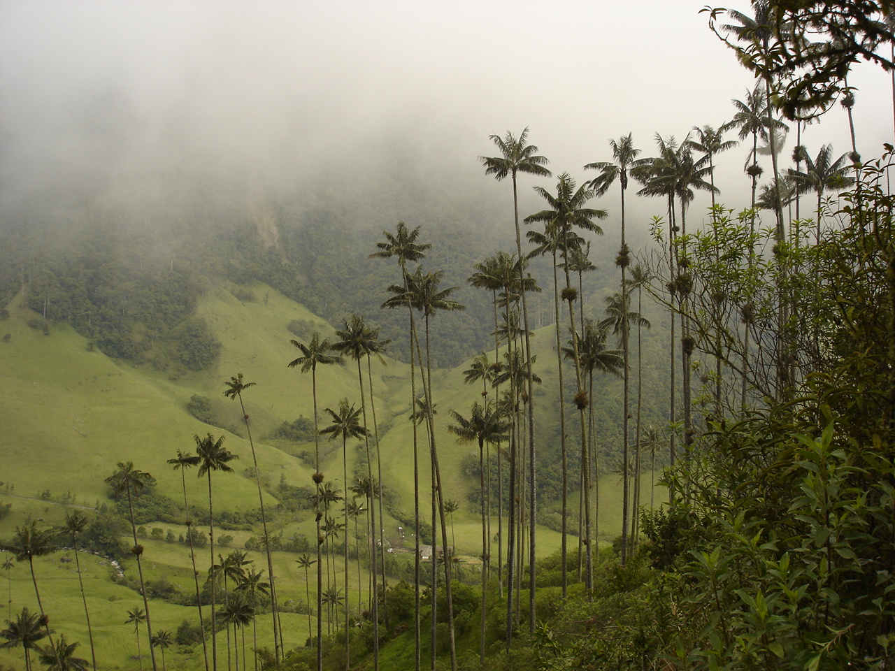 Wax palms Cocora Valley Quindio Colombia