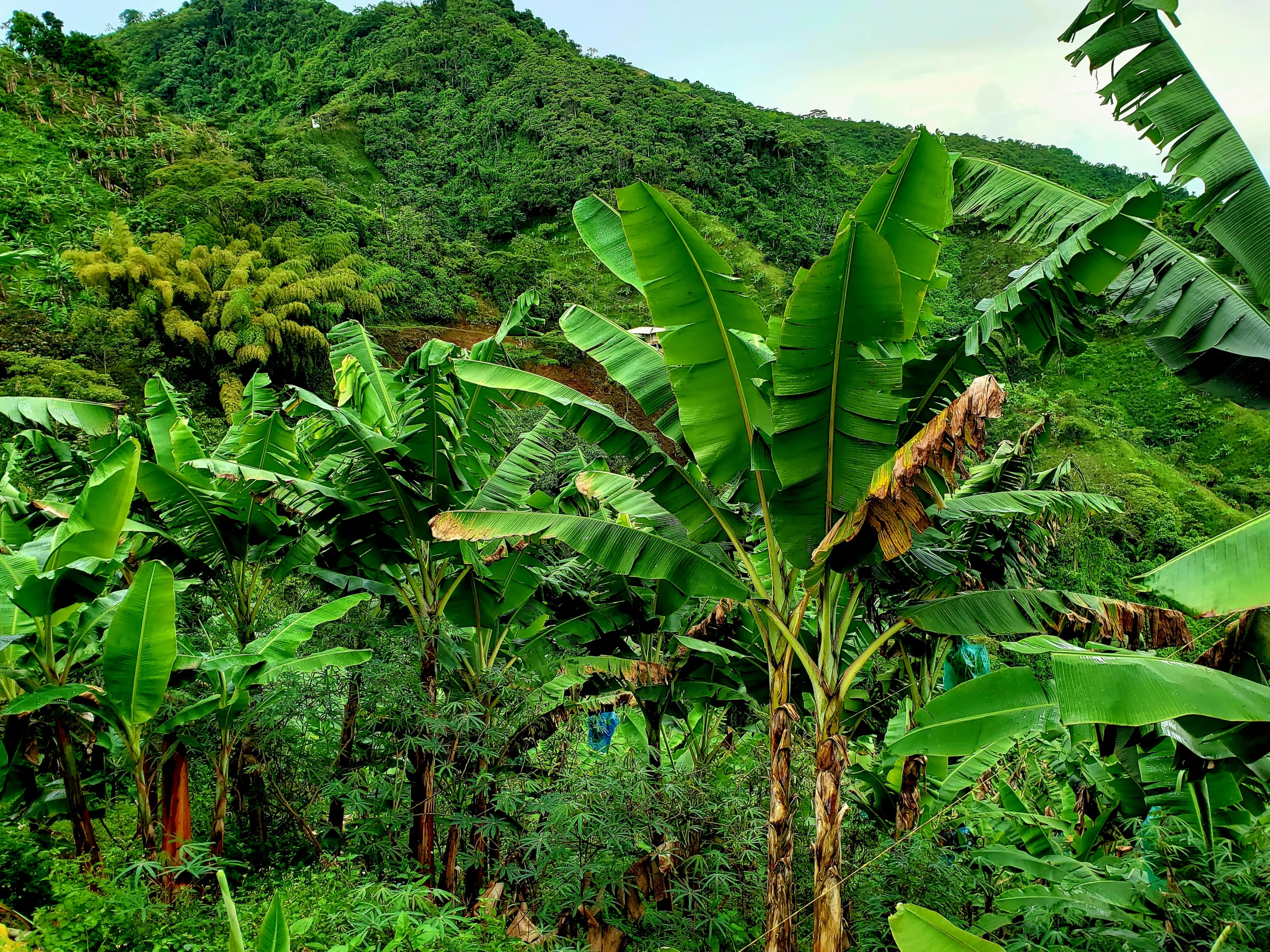 Hills surrounding Marsella, Colombia. Hills surrounding Marsella, Colombia.